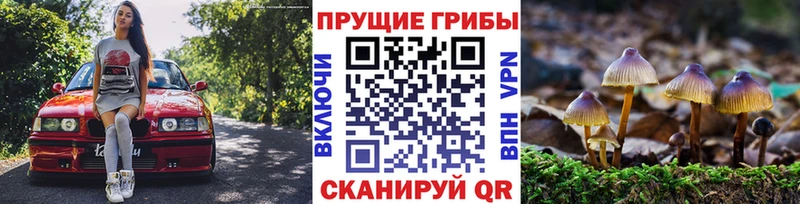 магазин продажи   Петрозаводск  Псилоцибиновые грибы прущие грибы 